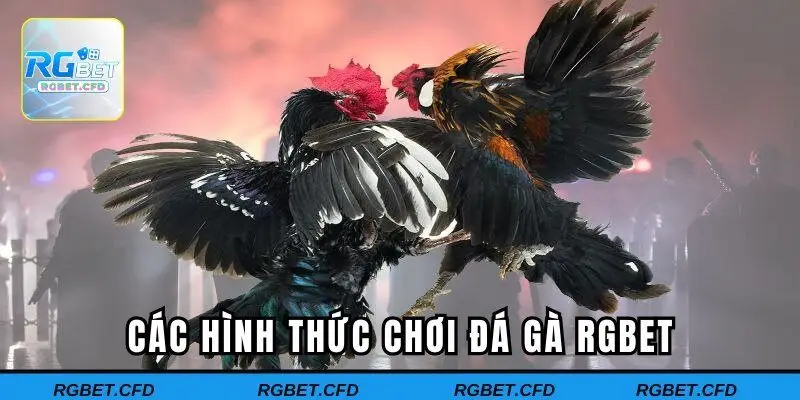 Các hình thức chơi đá gà RGBET